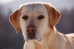 Labrador